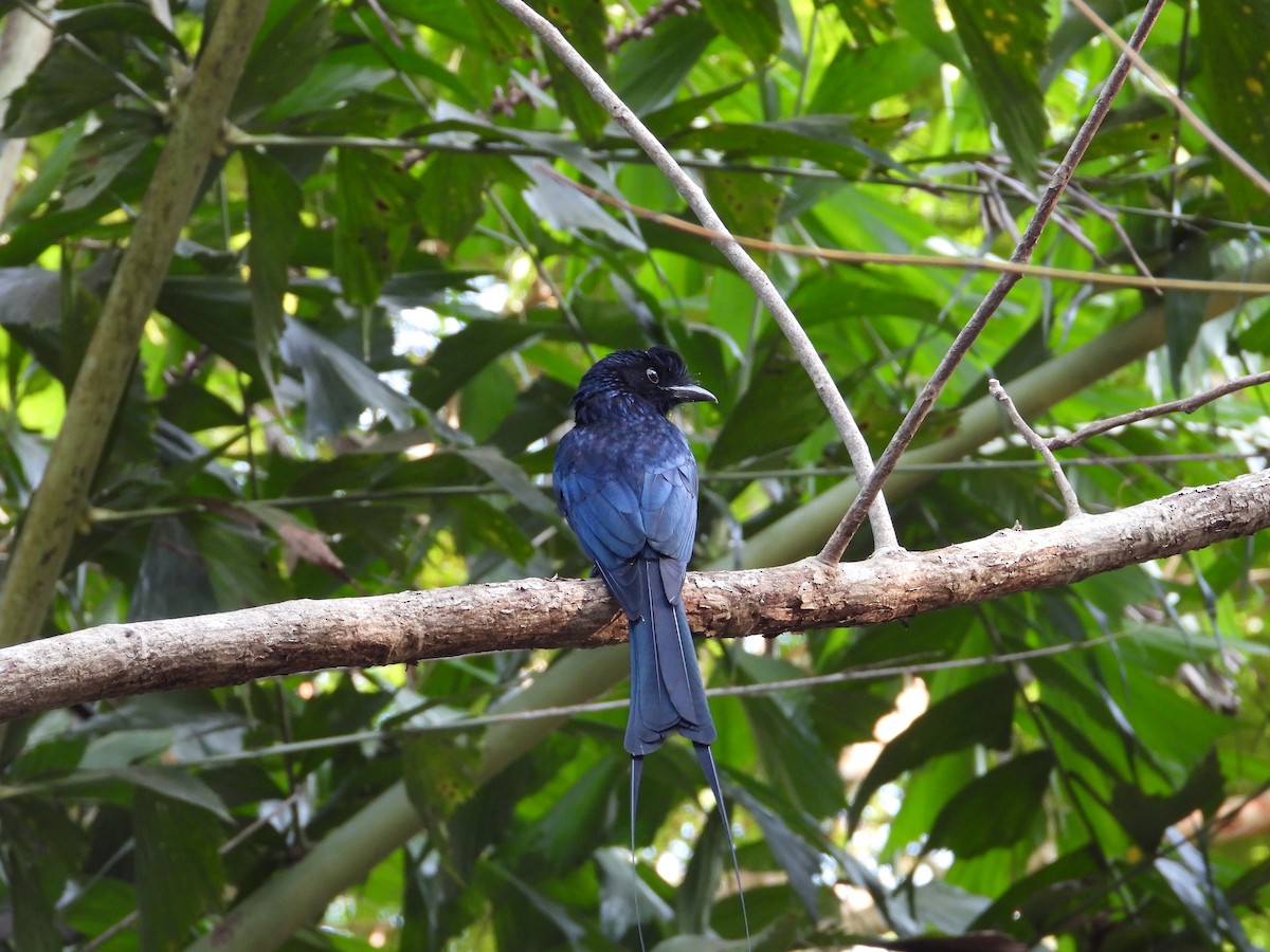 Greater Racket-tailed Drongo - ML629389166