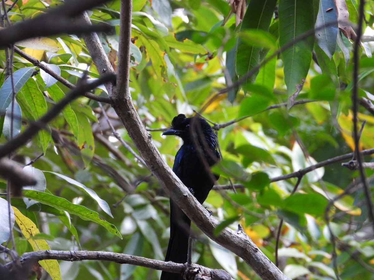Greater Racket-tailed Drongo - ML629389167