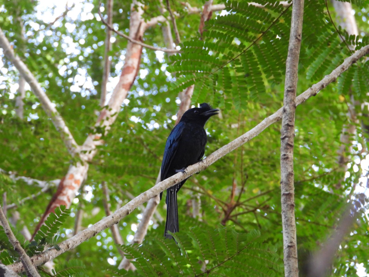 Greater Racket-tailed Drongo - ML629389168