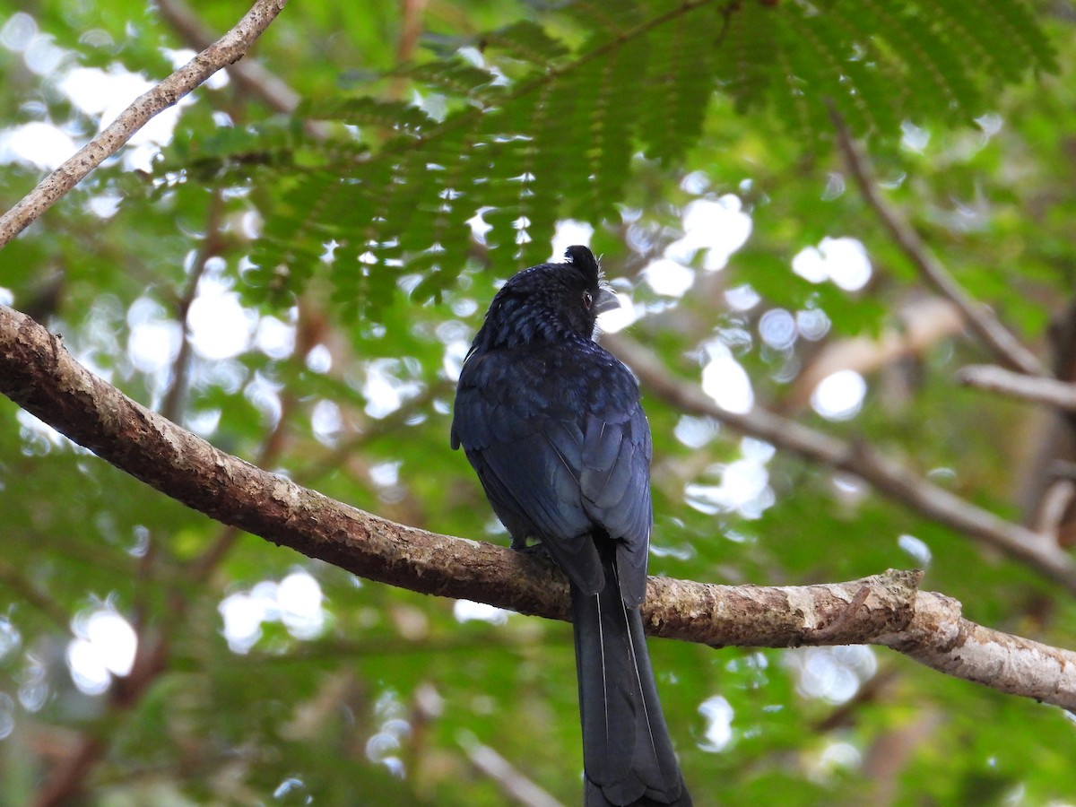 Greater Racket-tailed Drongo - ML629389169