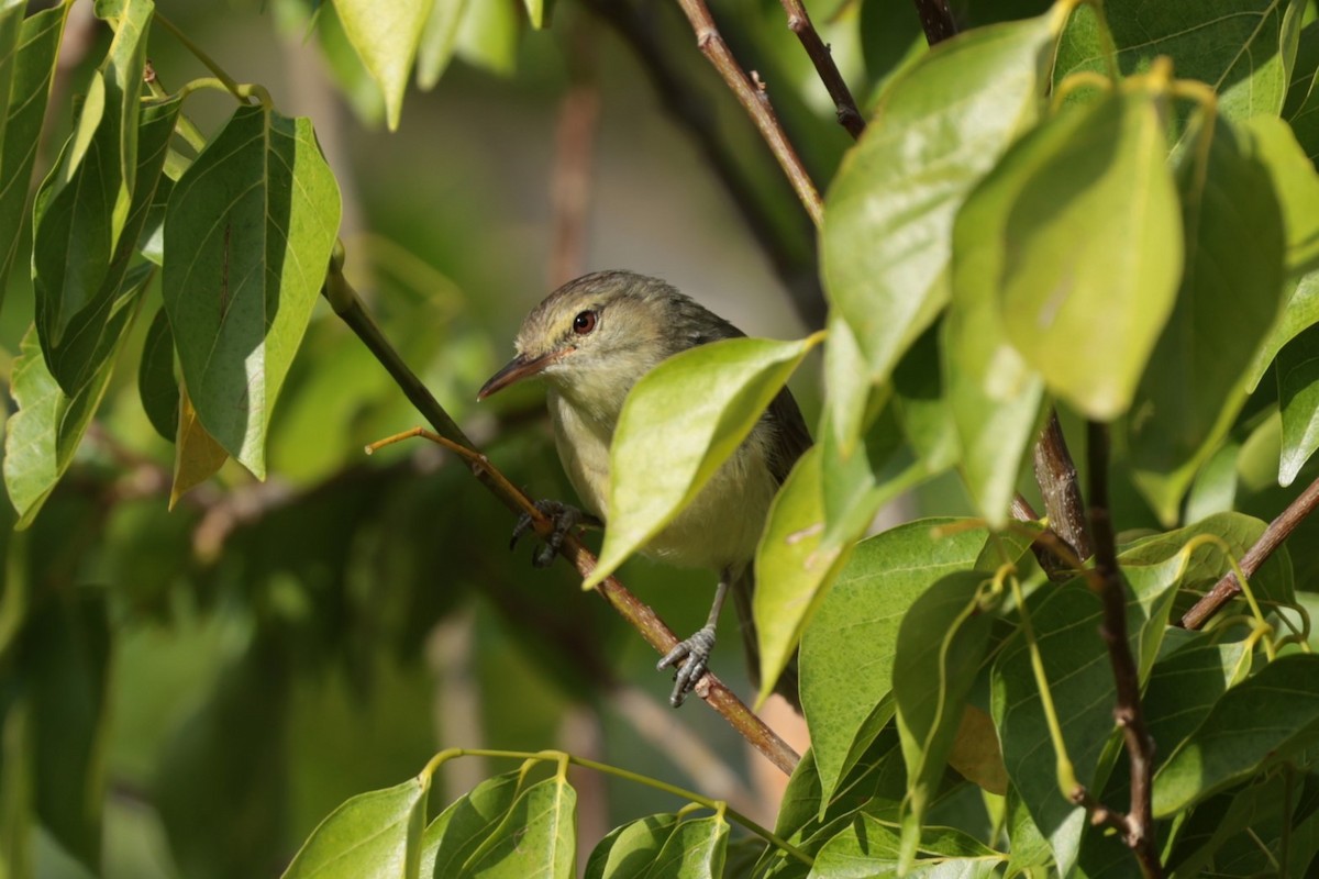 Rodrigues Warbler - ML629389377