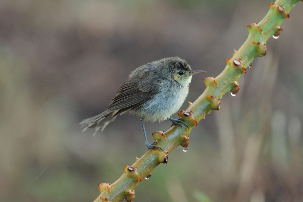 Rodrigues Warbler - ML629389393