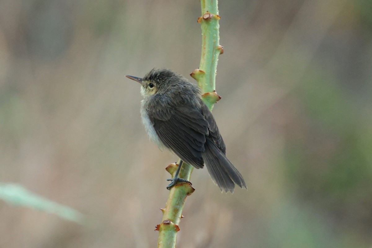 Rodrigues Warbler - ML629389395