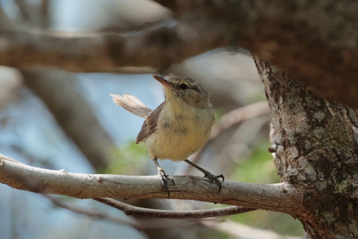 Rodrigues Warbler - ML629389482