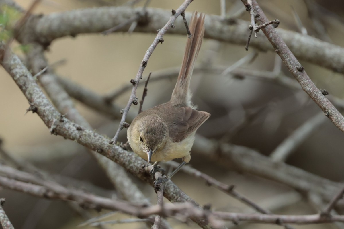 Rodrigues Warbler - ML629389484