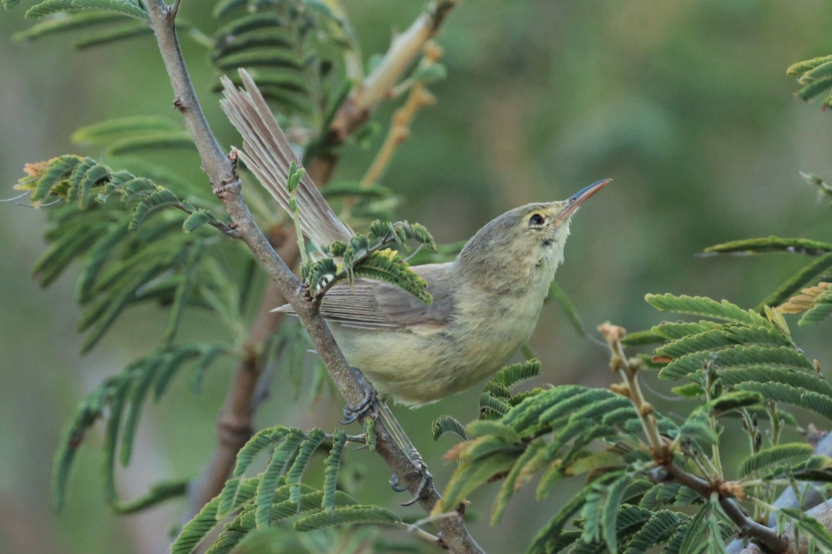 Rodrigues Warbler - ML629389583