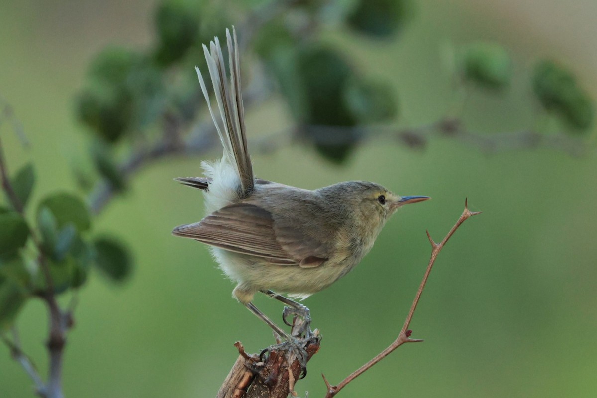 Rodrigues Warbler - ML629389595