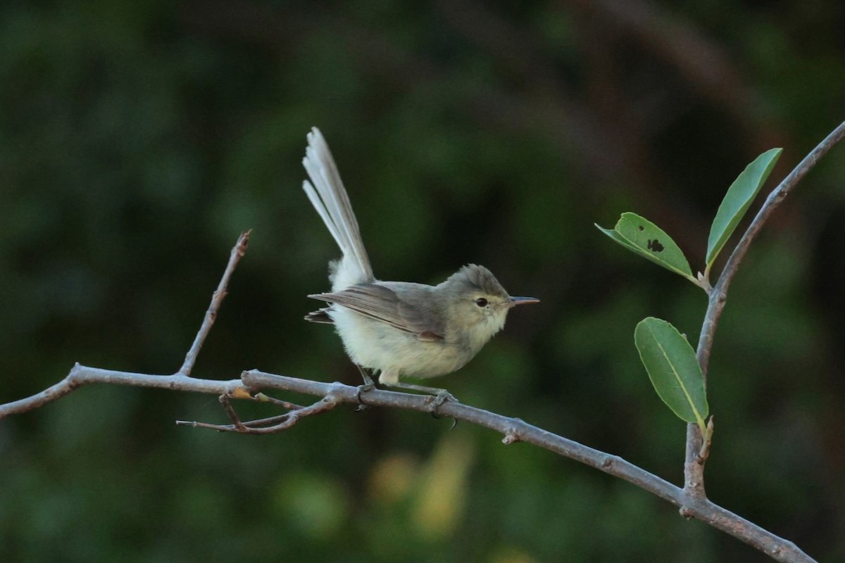Rodrigues Warbler - ML629389599