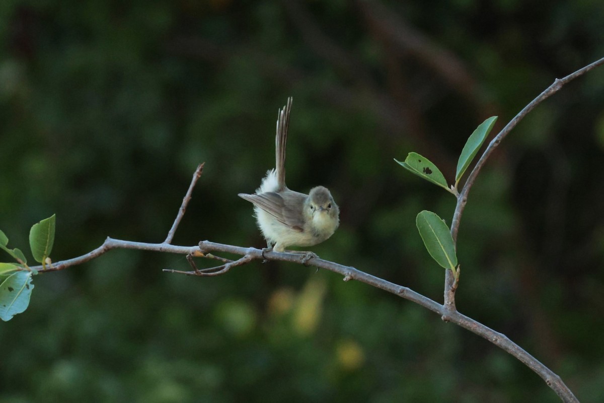 Rodrigues Warbler - ML629389600