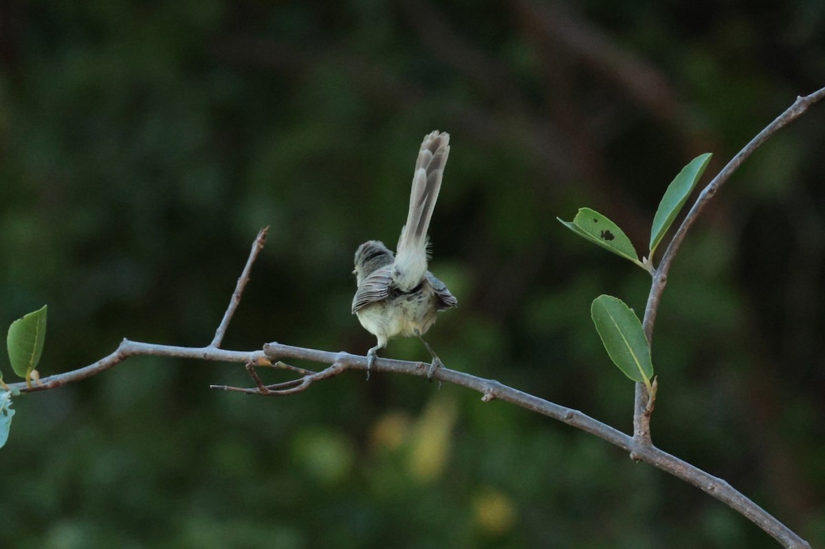 Rodrigues Warbler - ML629389601