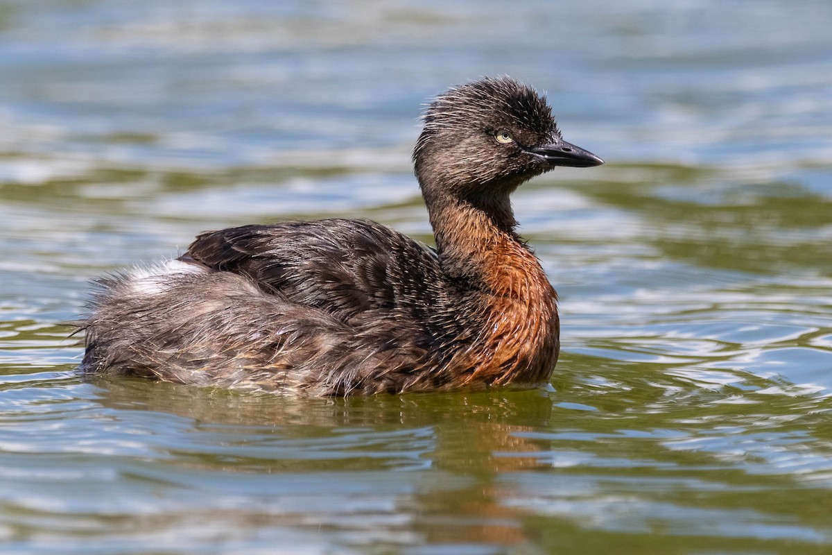 New Zealand Grebe - ML629390063
