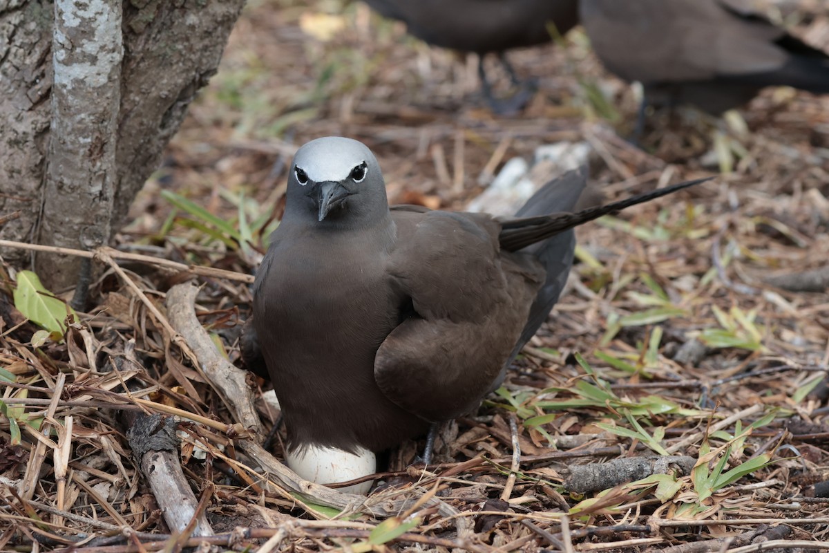 Brown Noddy - ML629390366