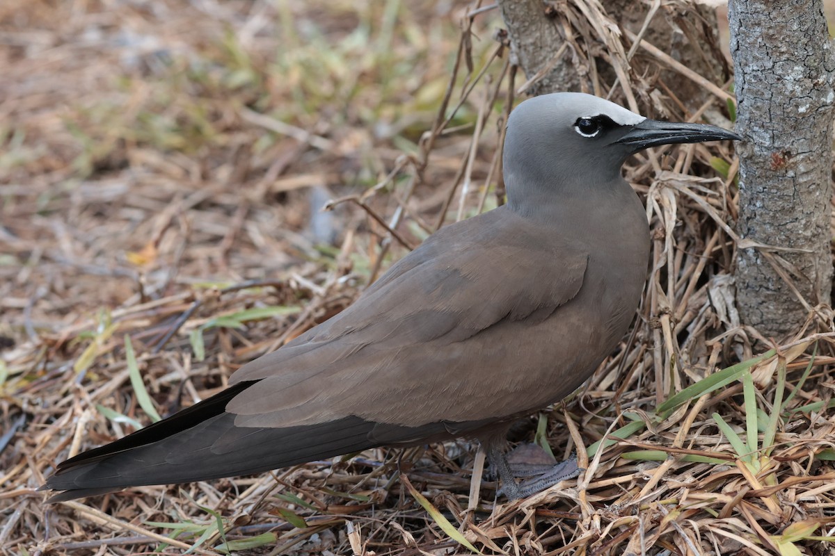 Brown Noddy - ML629390367