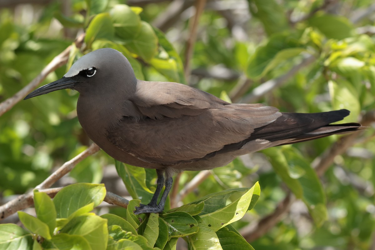 Brown Noddy - ML629390368