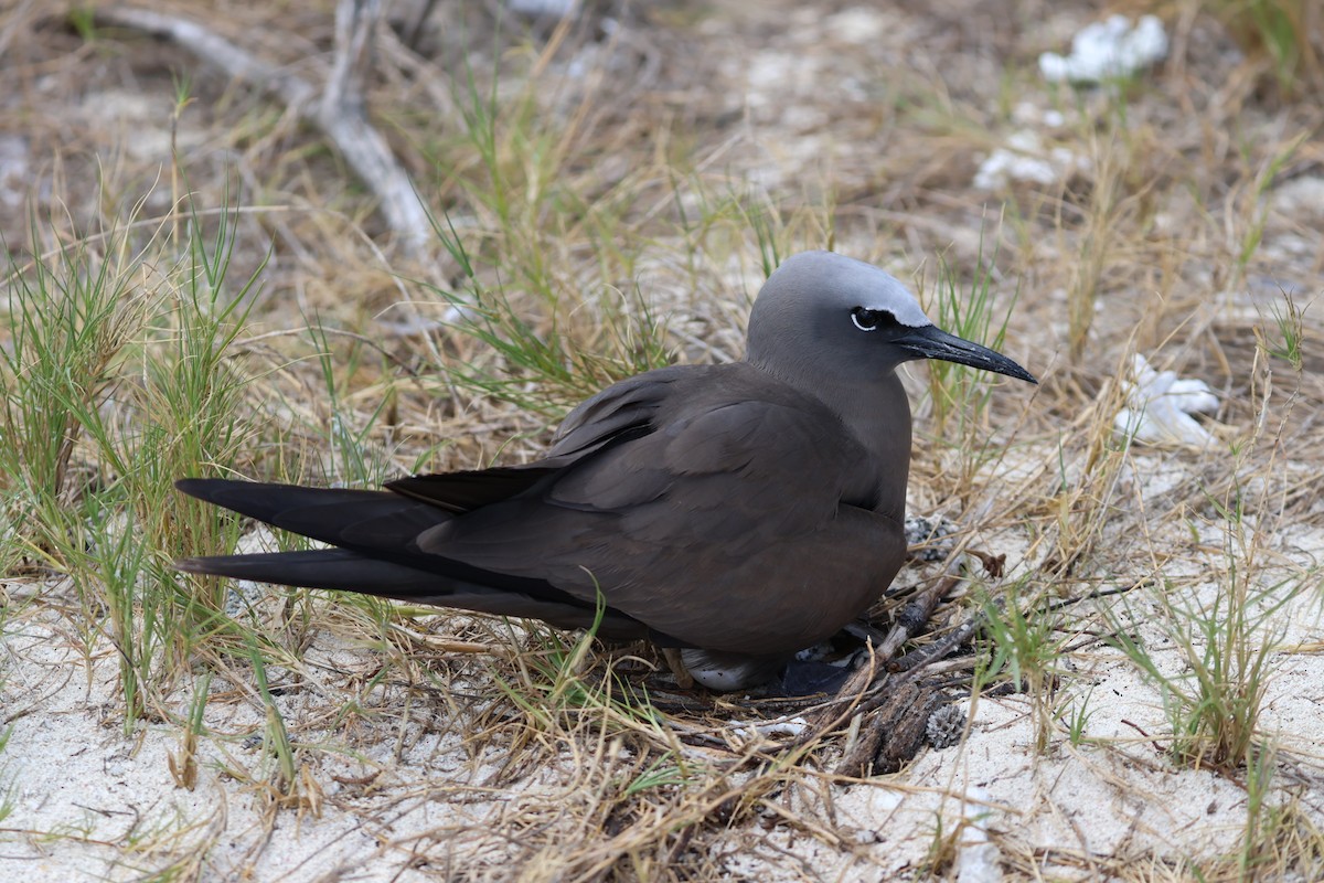 Brown Noddy - ML629390369