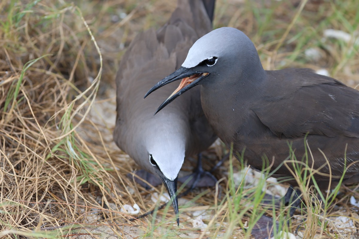 Brown Noddy - ML629390370