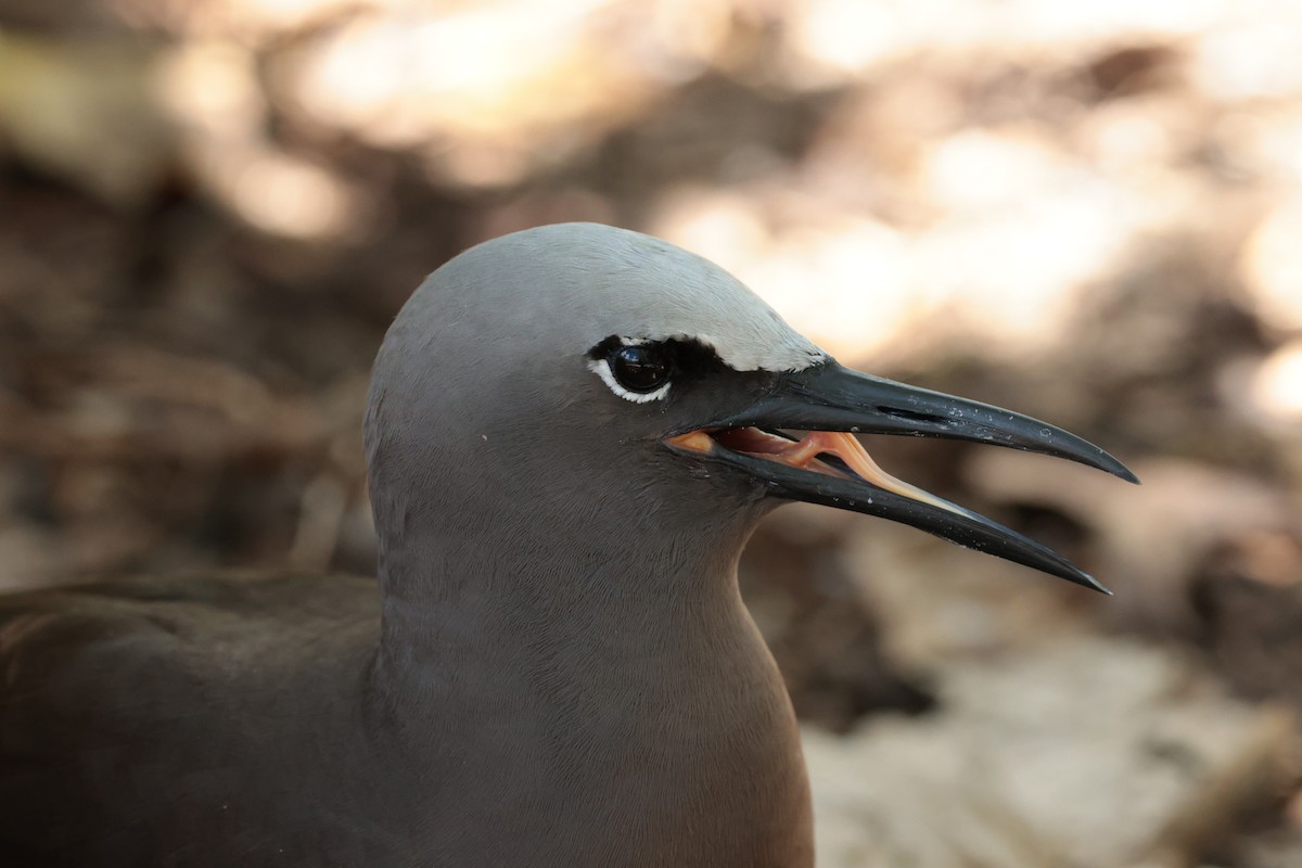 Brown Noddy - ML629390371