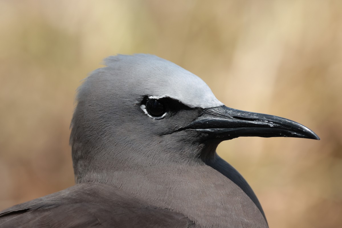 Brown Noddy - ML629390372