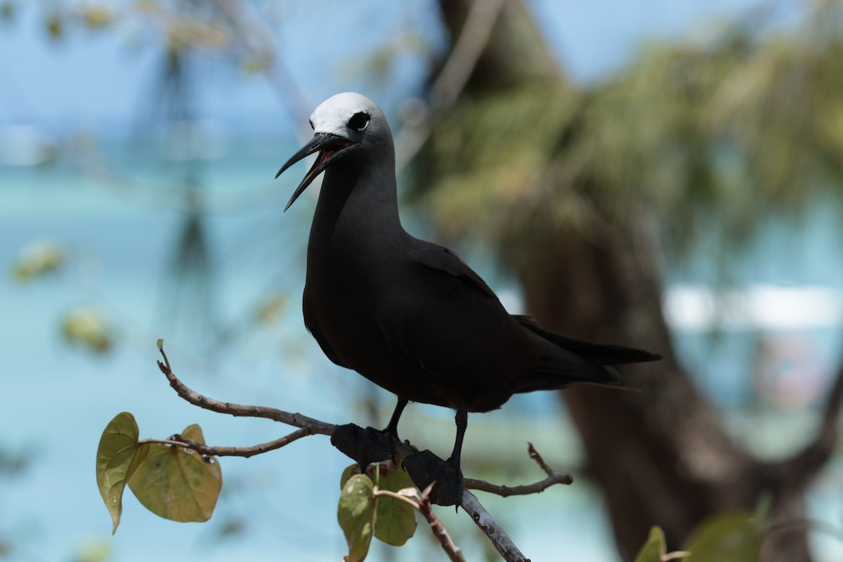 Lesser Noddy - ML629390382