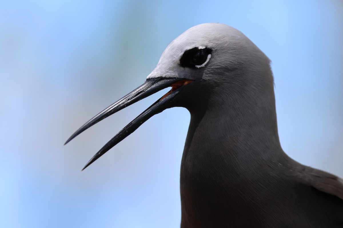 Lesser Noddy - ML629390383