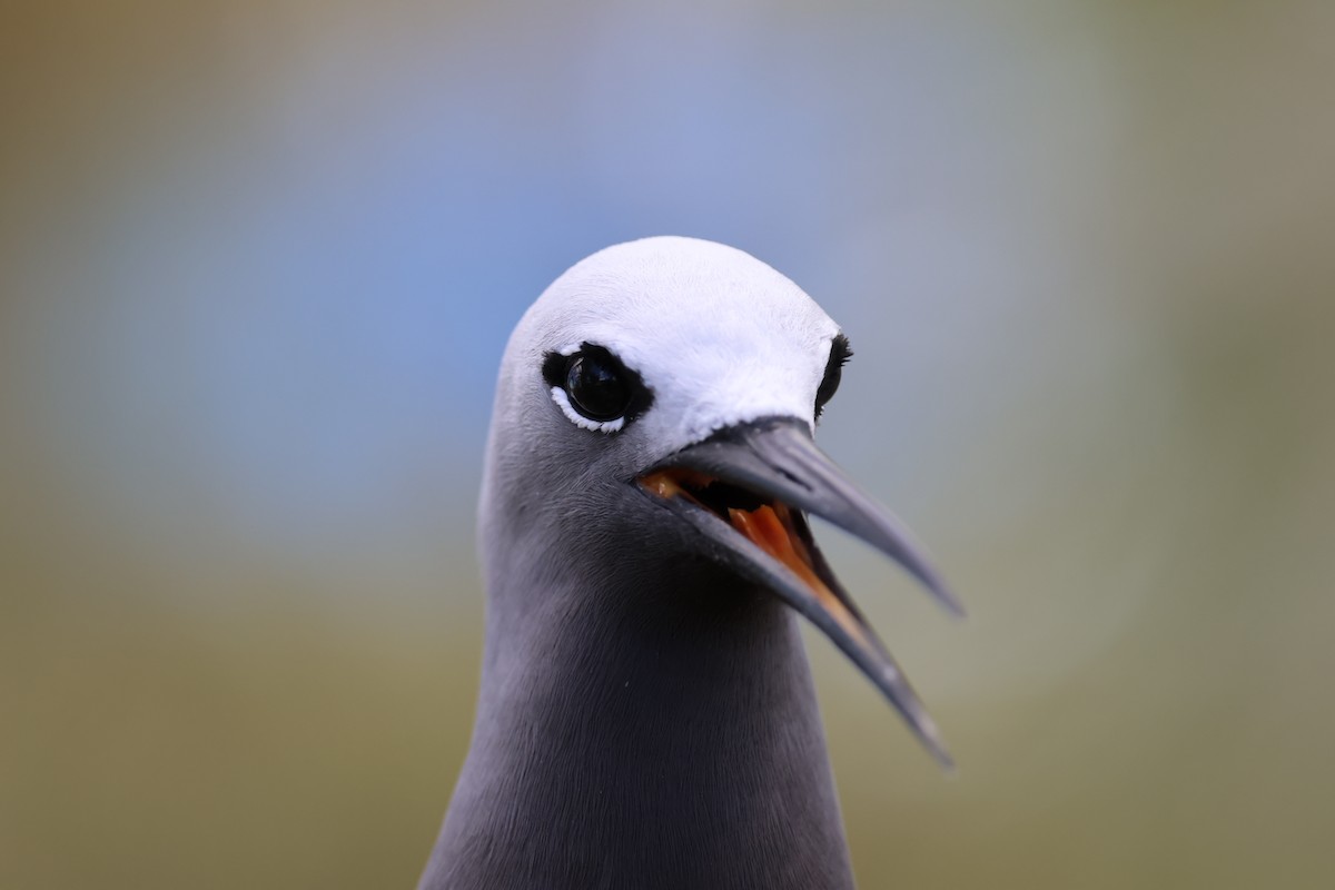 Lesser Noddy - ML629390384