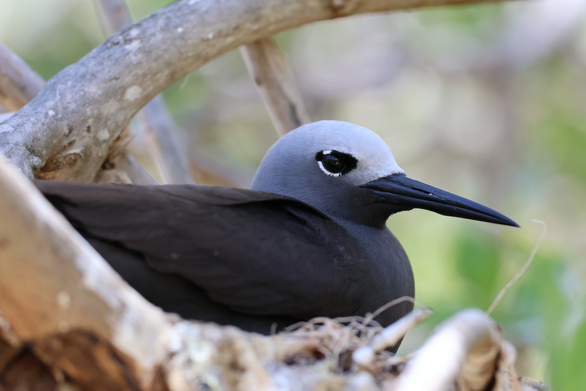 Lesser Noddy - ML629390386