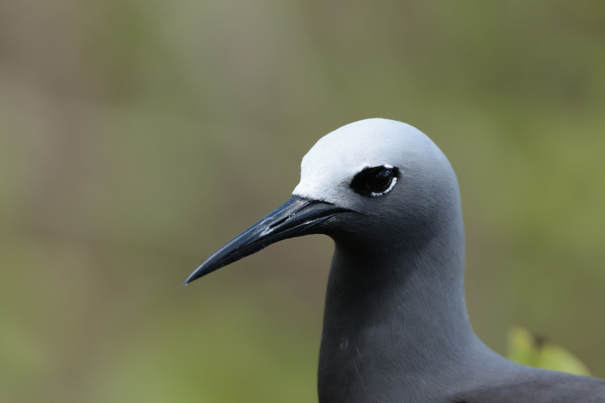 Lesser Noddy - ML629390387