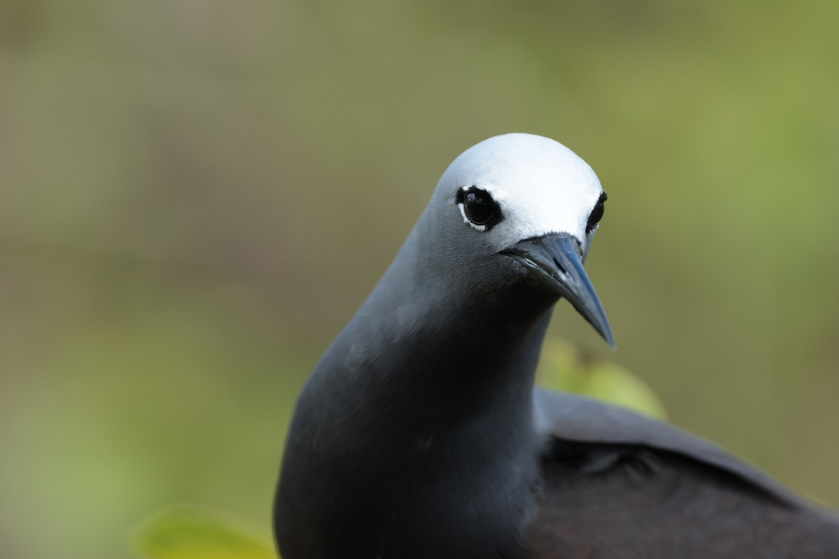Lesser Noddy - ML629390388
