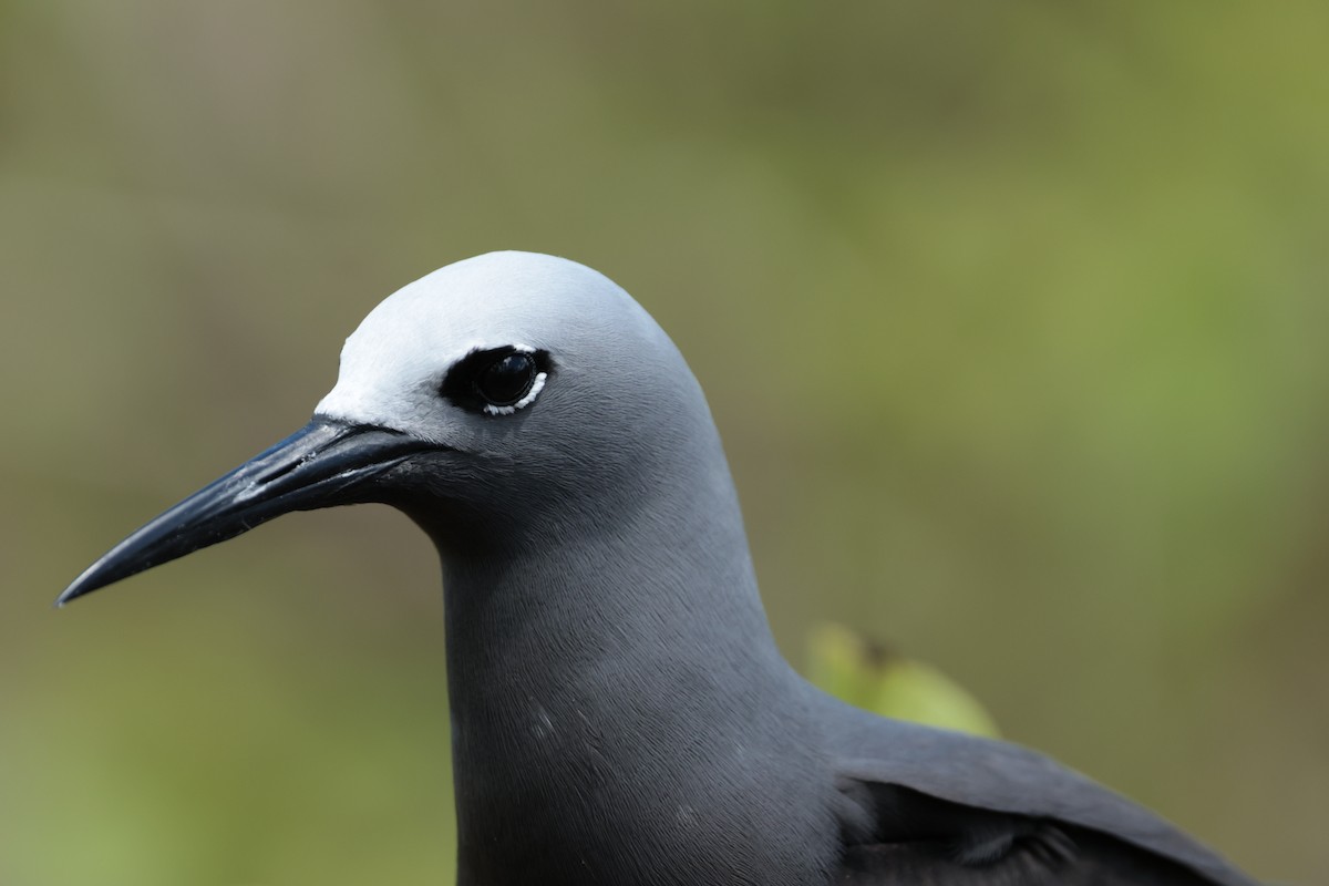 Lesser Noddy - ML629390389