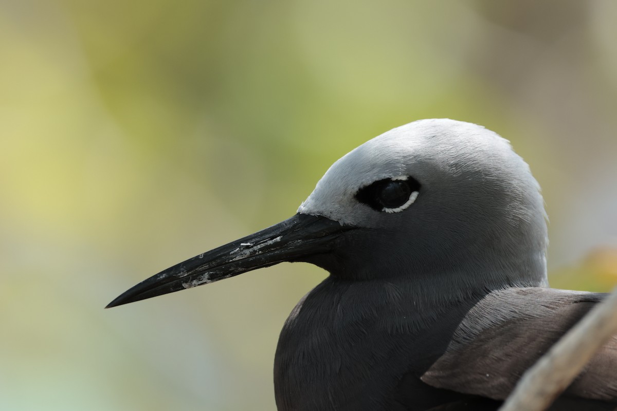 Lesser Noddy - ML629390390