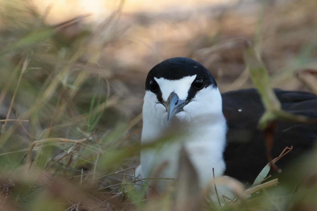 Sooty Tern - ML629390413