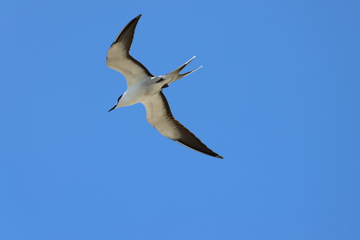 Sooty Tern - ML629390414