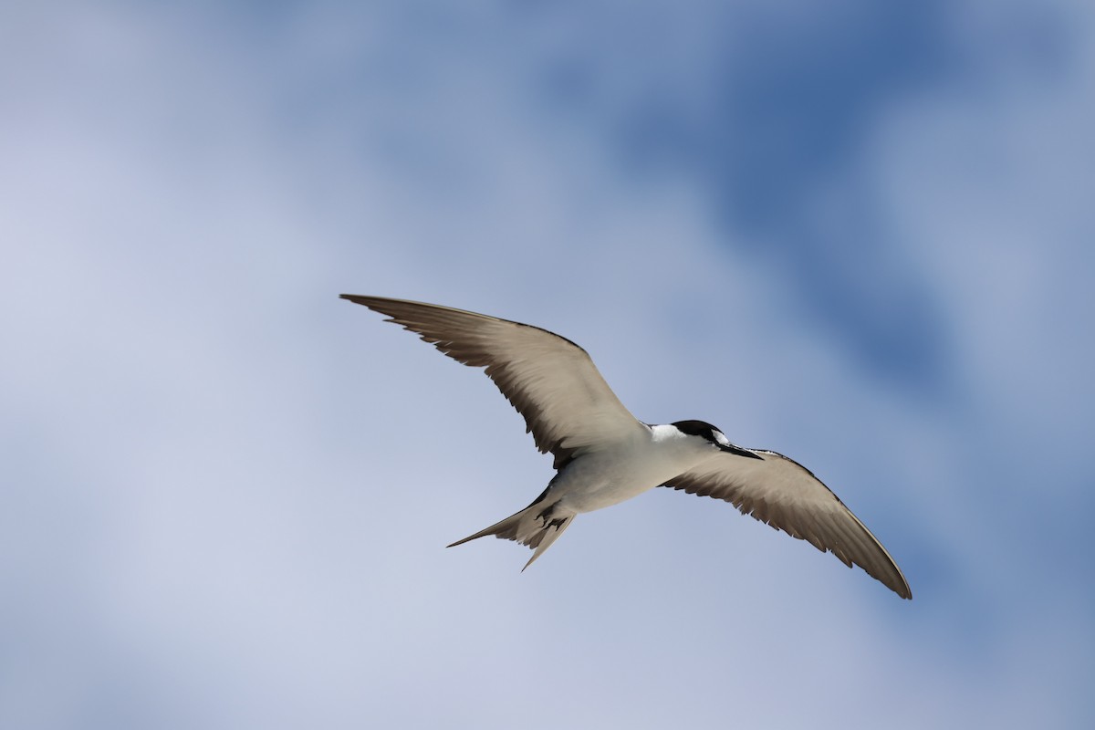 Sooty Tern - ML629390416