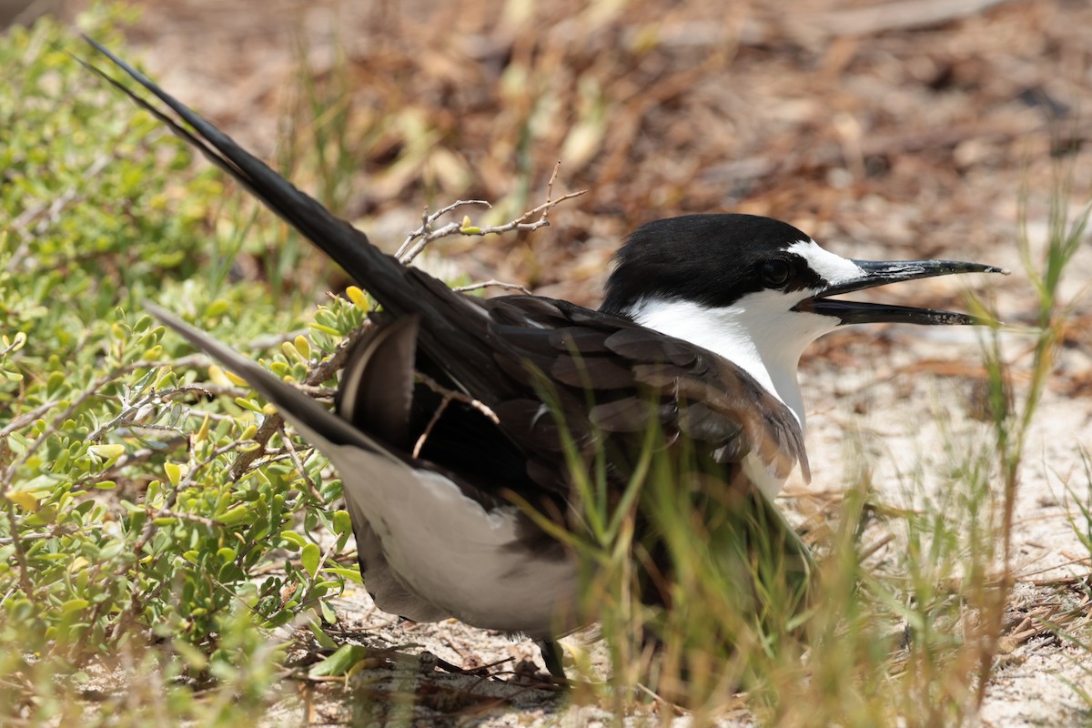 Sooty Tern - ML629390419