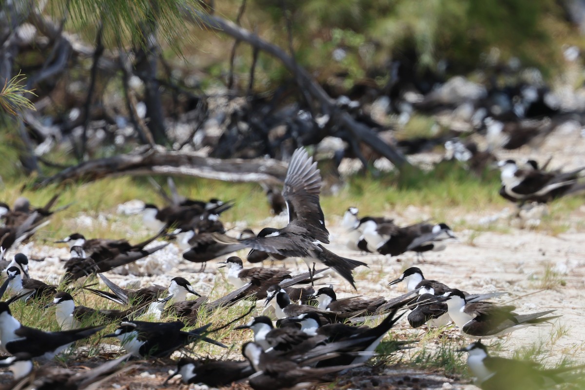 Sooty Tern - ML629390420