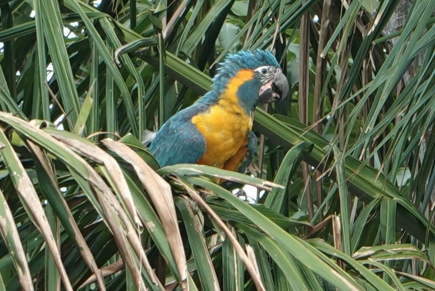 Blue-throated Macaw - ML629390551