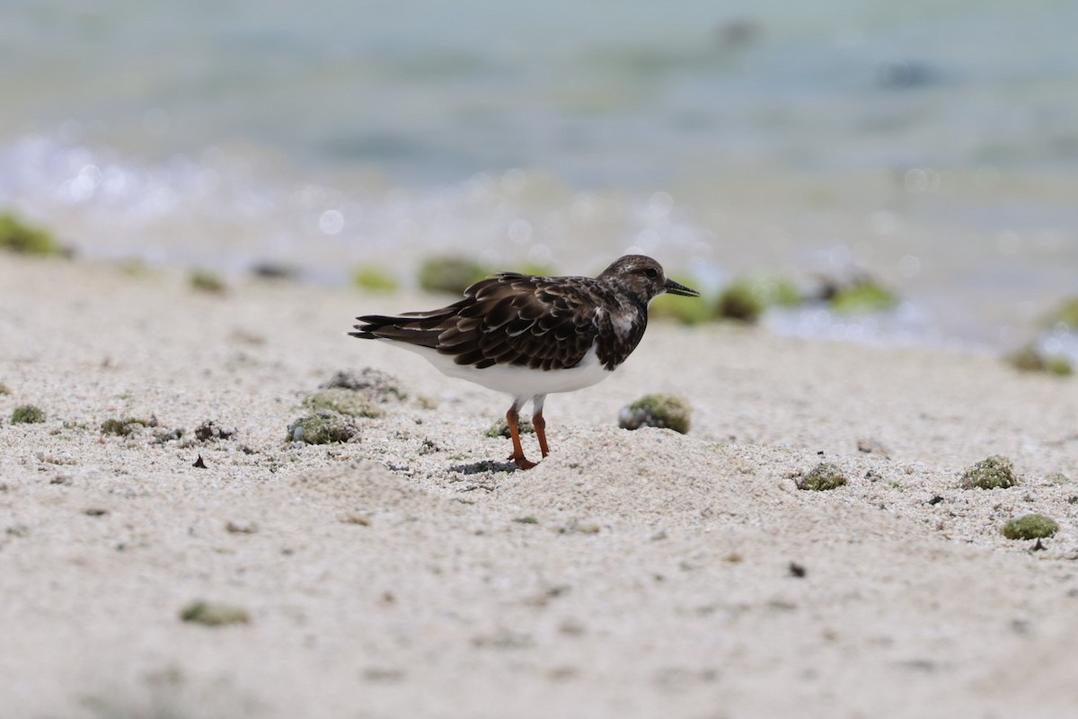 Ruddy Turnstone - ML629390562
