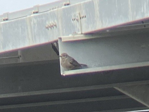 Blue Rock-Thrush - ML629390620