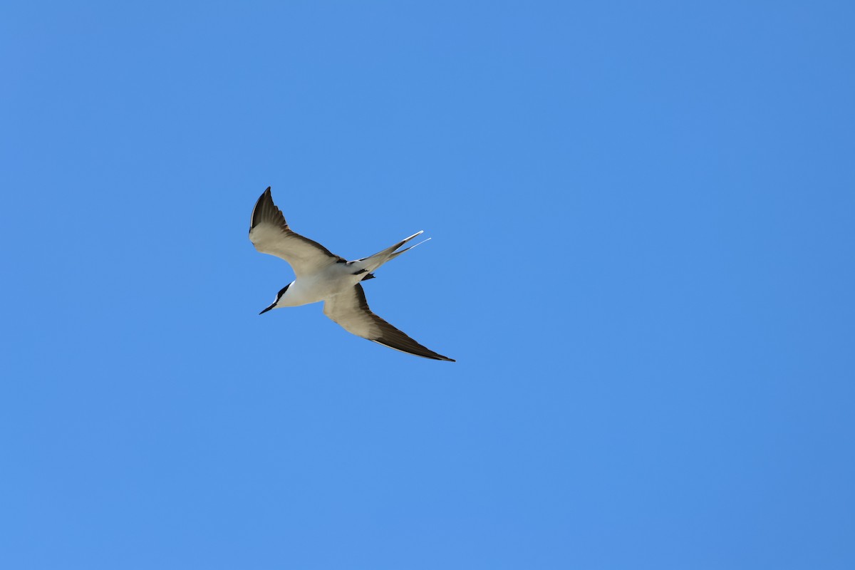 Sooty Tern - ML629390646