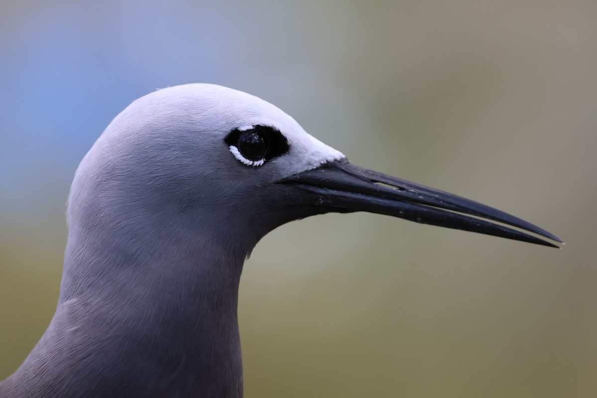 Lesser Noddy - ML629390661