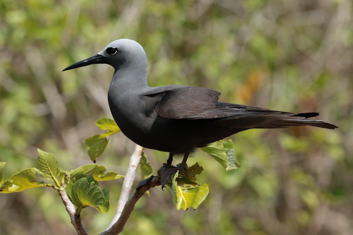 Lesser Noddy - ML629390665