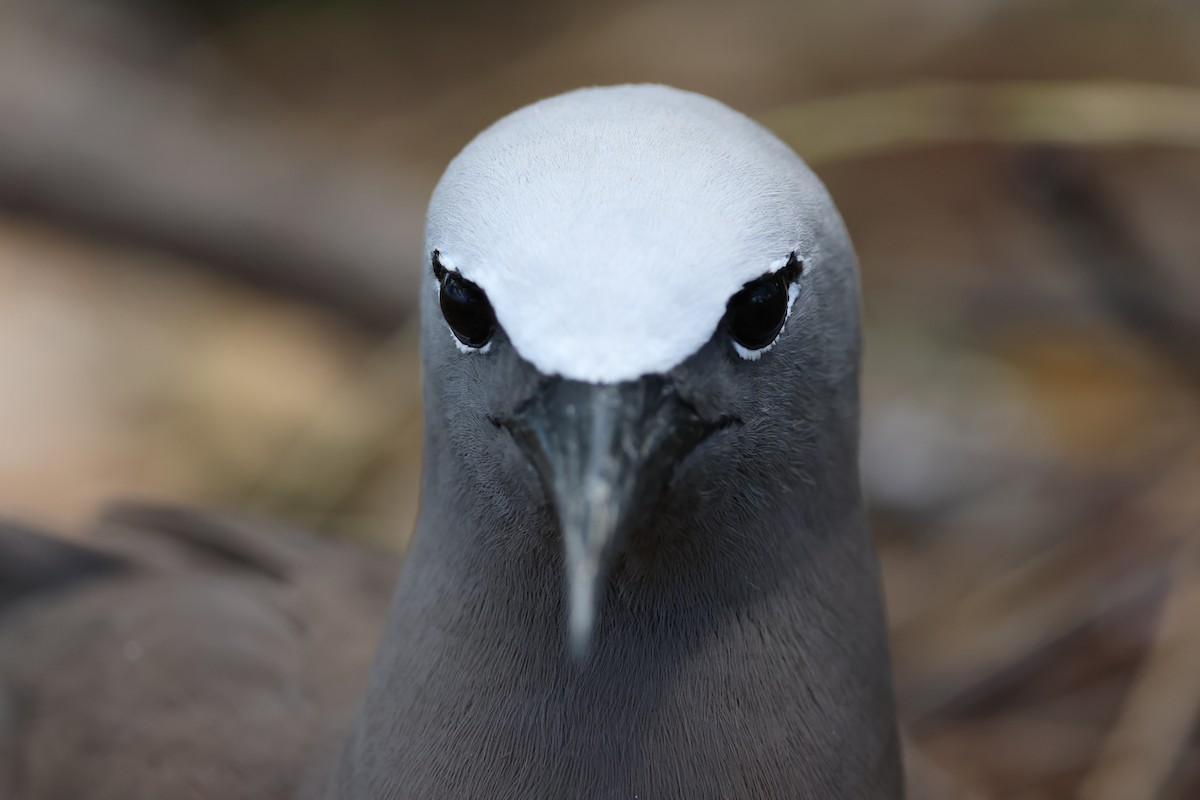 Brown Noddy - ML629390702