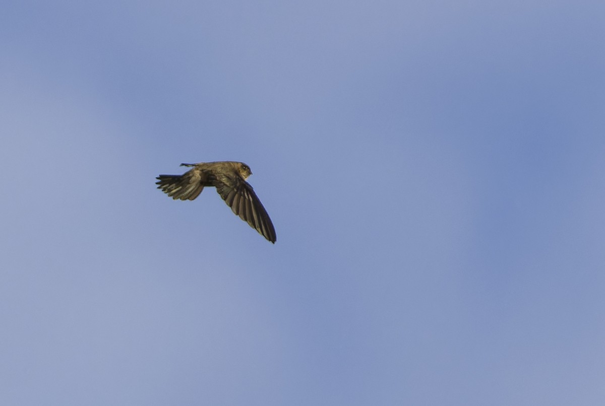 White-nest Swiftlet - ML629390722