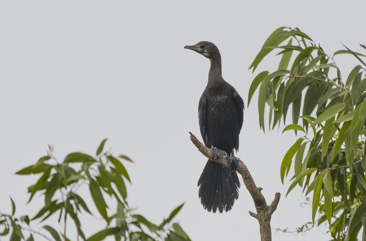 Little Cormorant - ML629390730