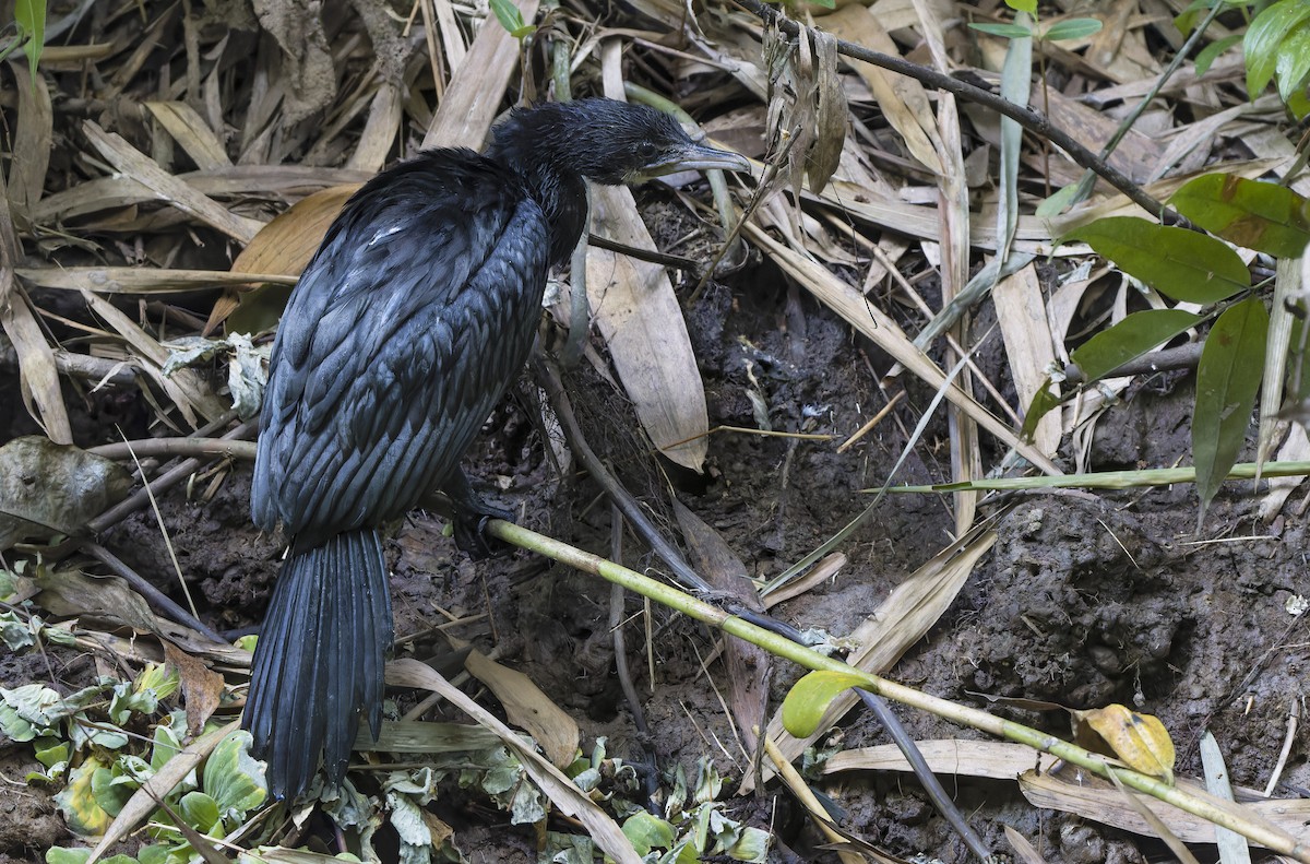 Little Cormorant - ML629390731