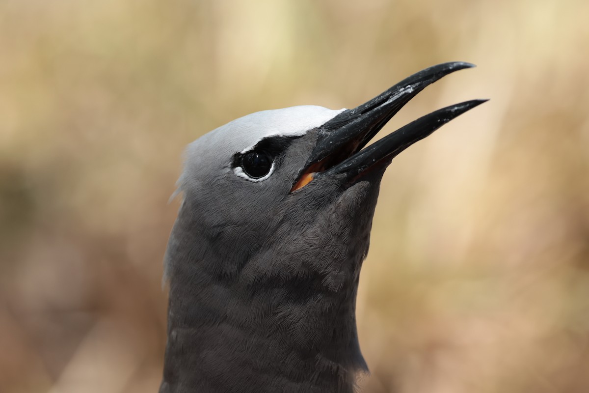 Brown Noddy - ML629390743