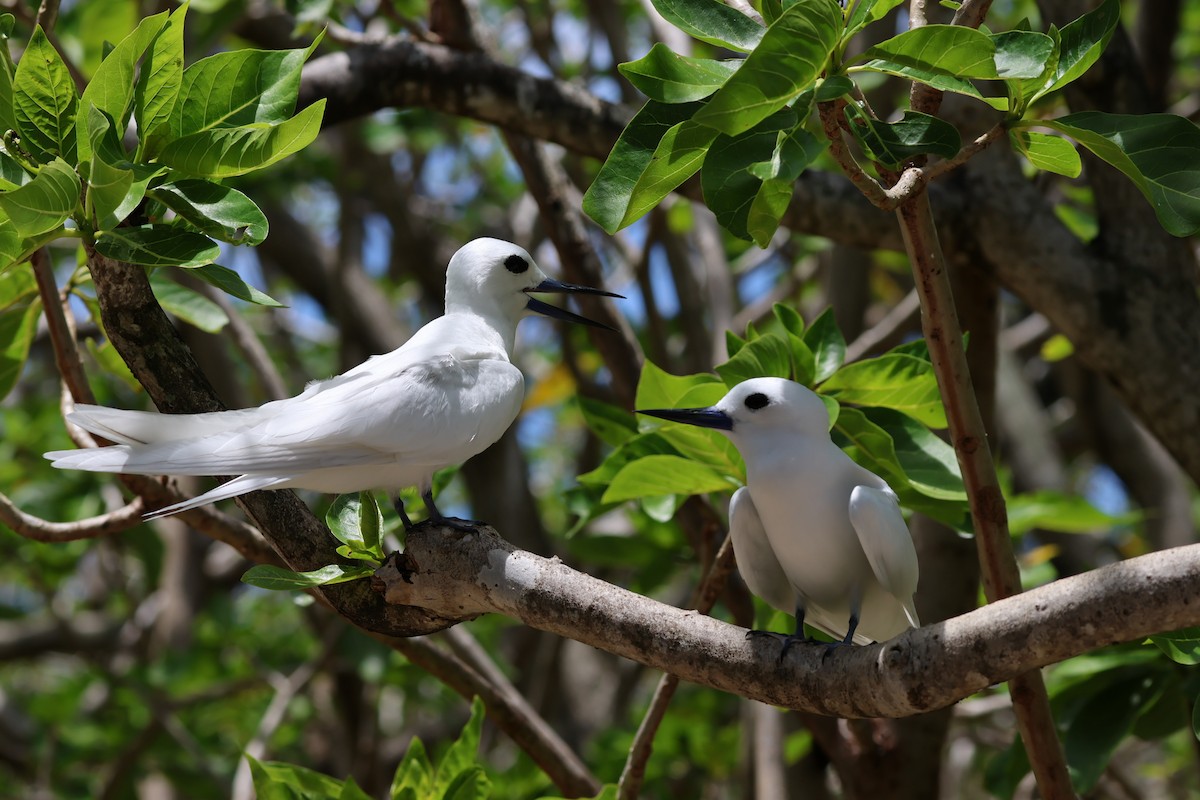 White Tern - ML629390775