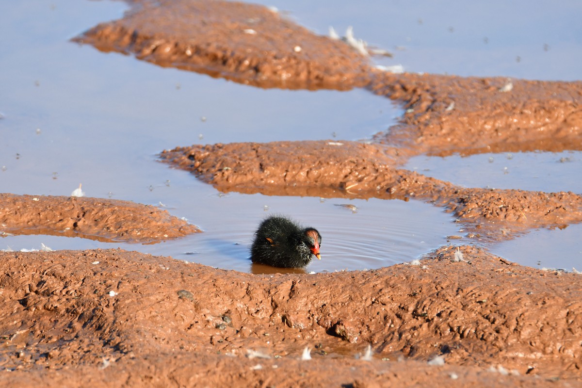 slípka tmavá - ML629390821