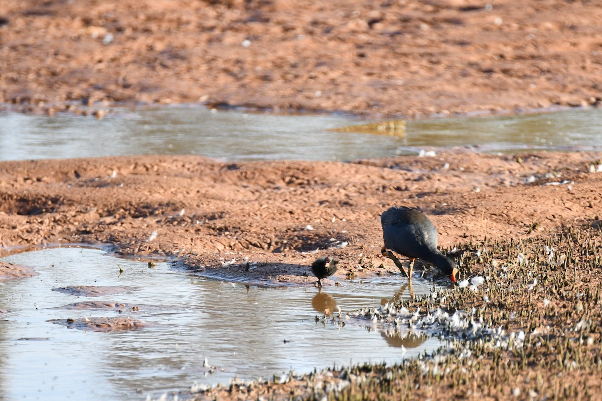 slípka tmavá - ML629390824