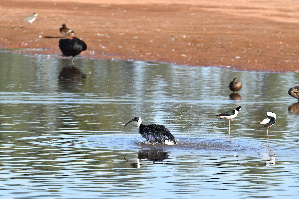 ibis slámokrký - ML629390830
